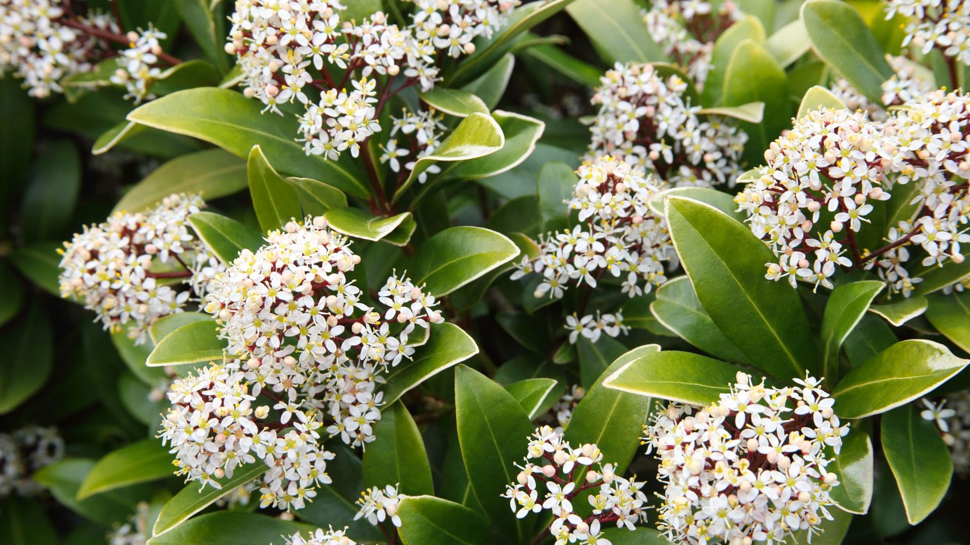 Skimmia