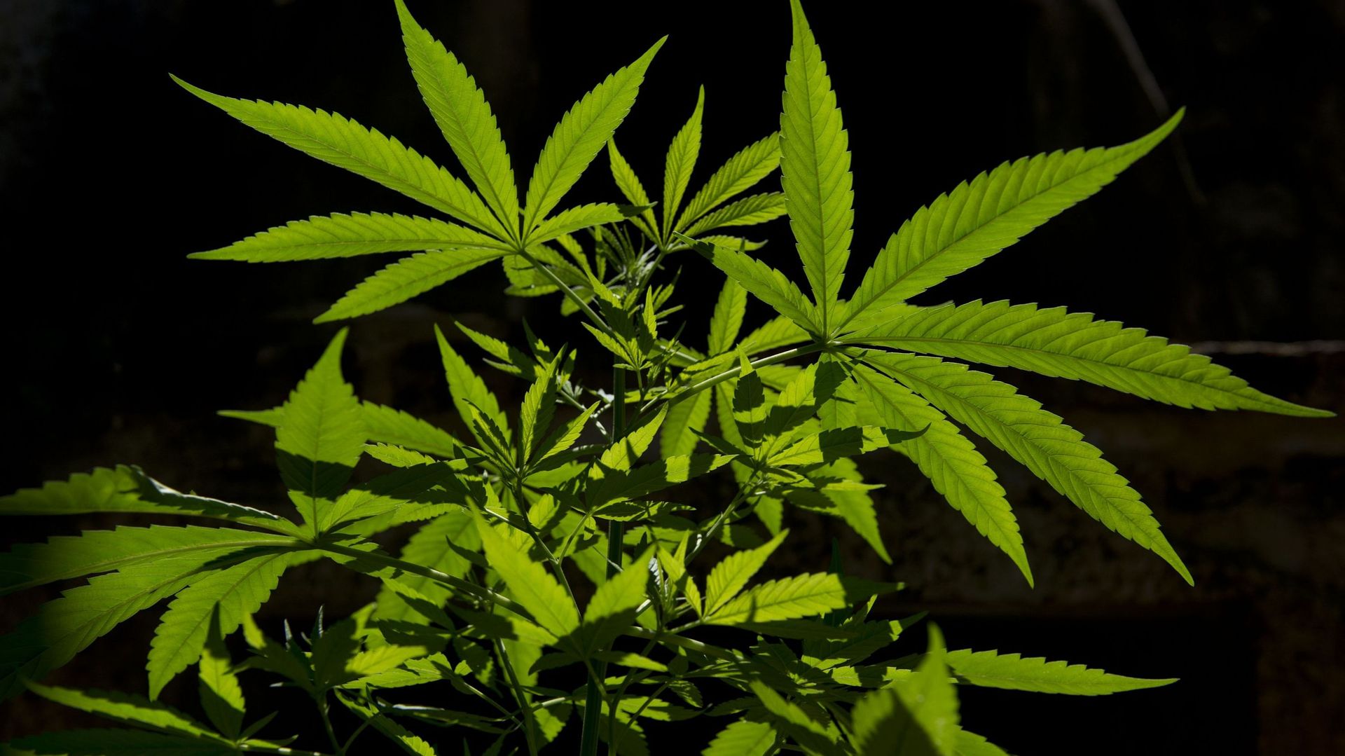 Le Colorado est le premier Etat du monde à autoriser l'ouverture de points de vente de marijuana à usage purement récréatif