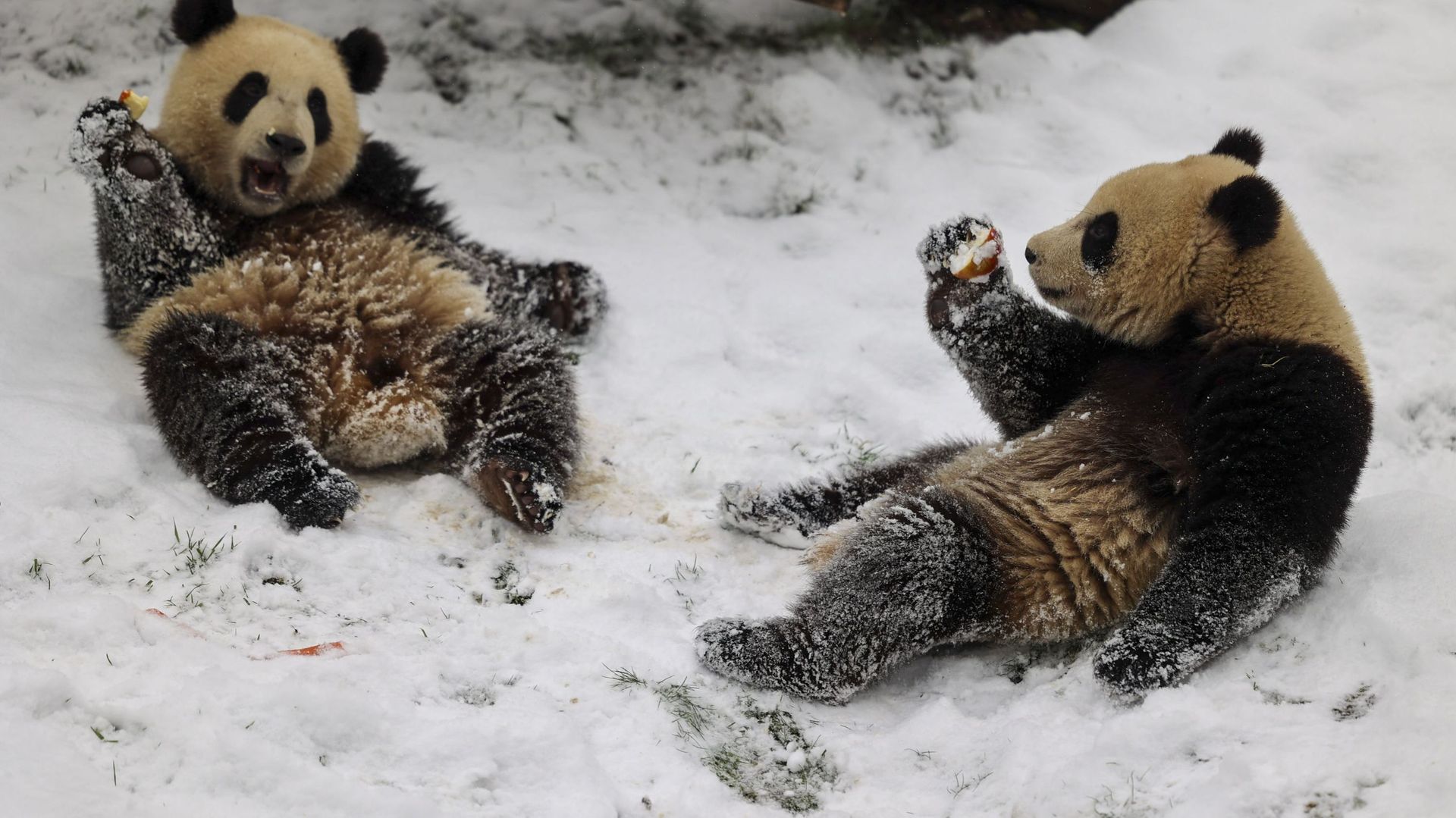 Jumeaux pandas géants dans la neige