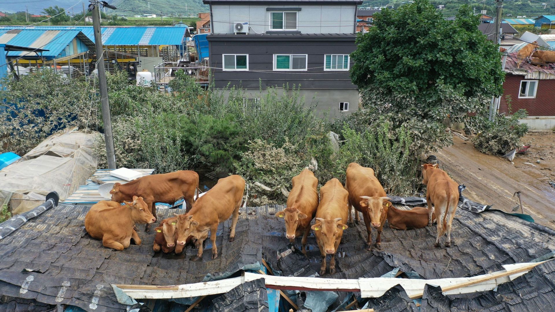 Des vaches échouées sur un toit après s'y être réfugiées lors d'une forte inondation, dans une ferme de Gurye, dans la province de Jeolla en Corée du Sud 