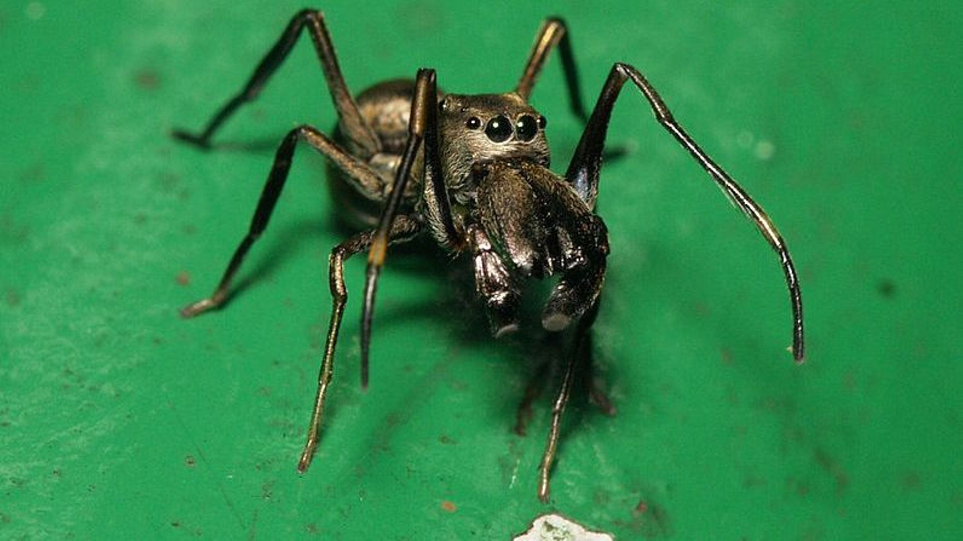 Une araignée se liquéfie pour être mangée par ses petits