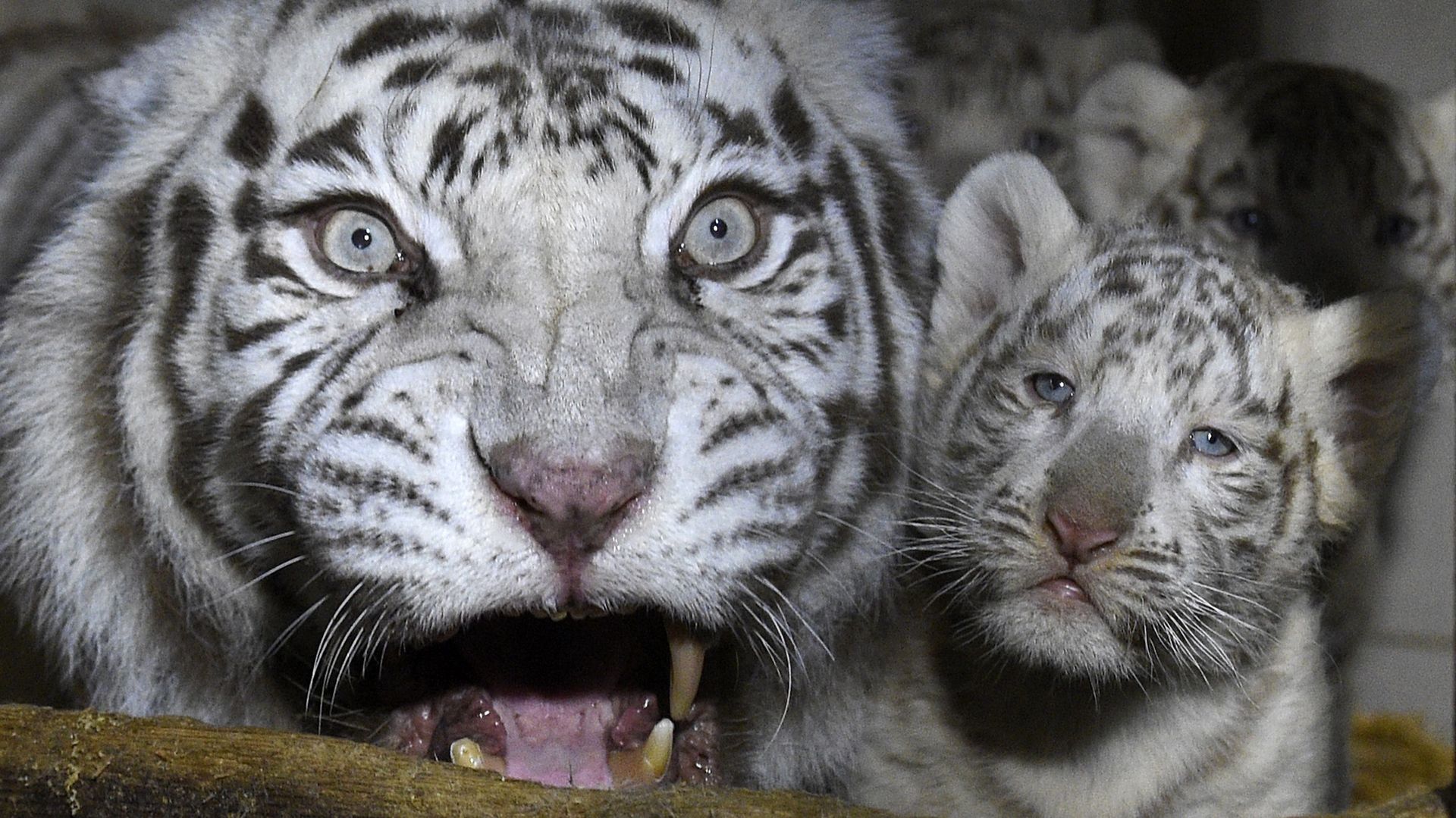 Rare naissance de trois tigres blancs au zoo d'Amnéville