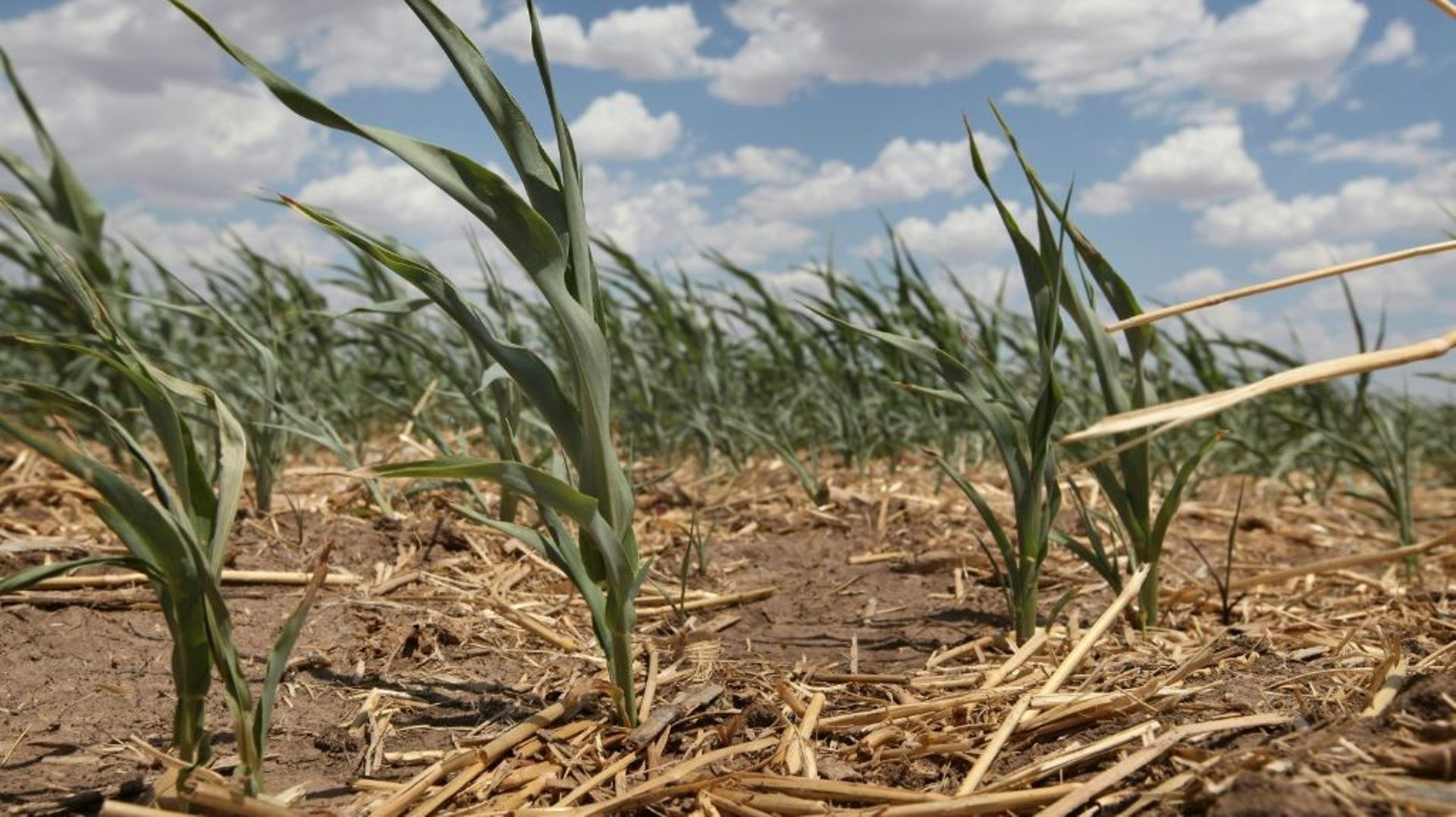 Un champ de maïs touché par la sécheresse au Texas, en juillet 2011