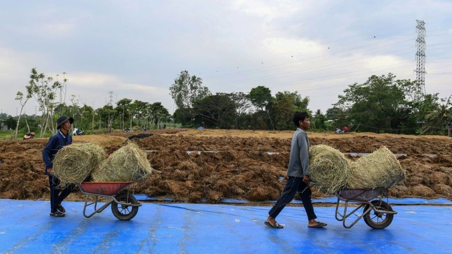 Des agriculteurs transportent des bottes de pailles sur des petits chariots.