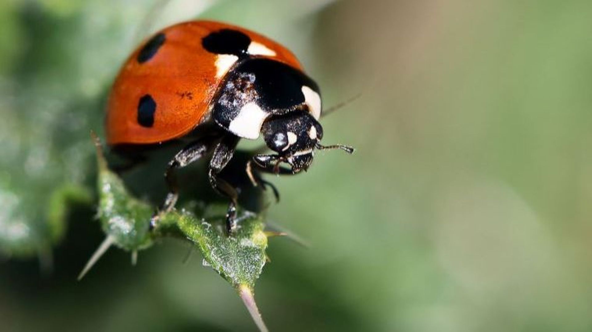 Wavre un grand l cher de coccinelles pour sauver les arbres