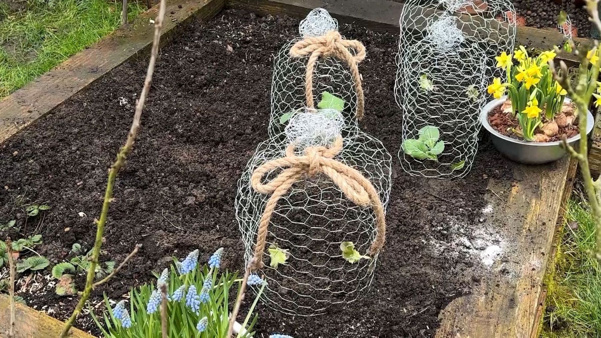Une chouette idée déco : des cloches en treillis pour couvrir les jeunes plants au potager