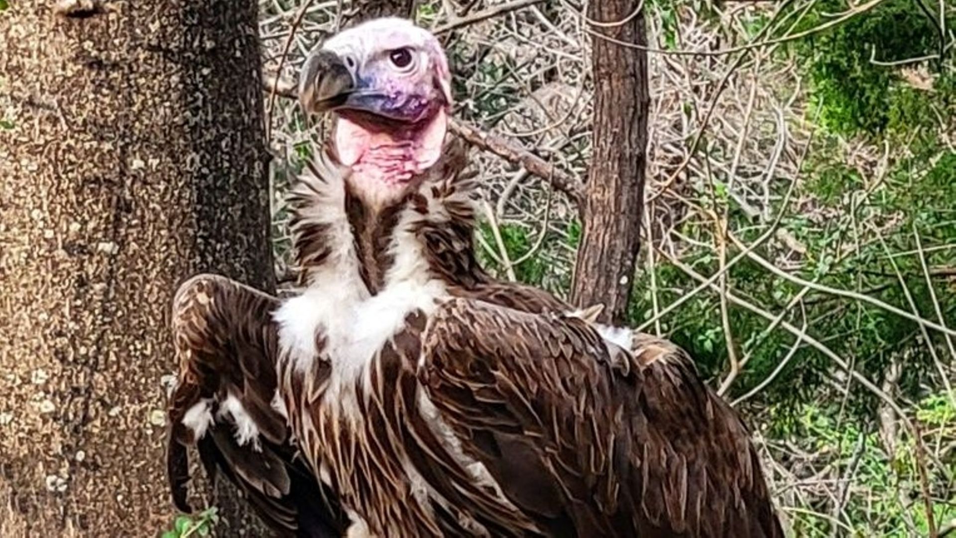 Photo de Pin, un vautour âgé de 35 ans.