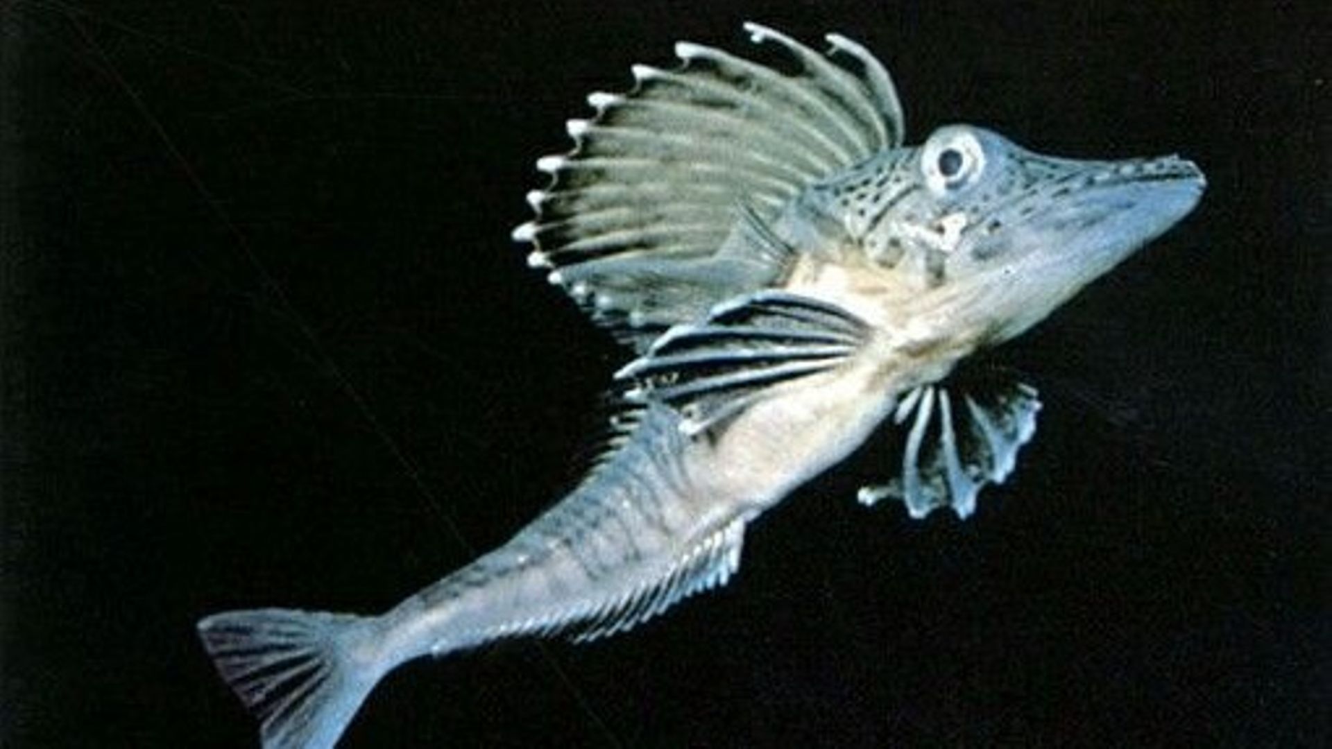 Poisson des glaces 