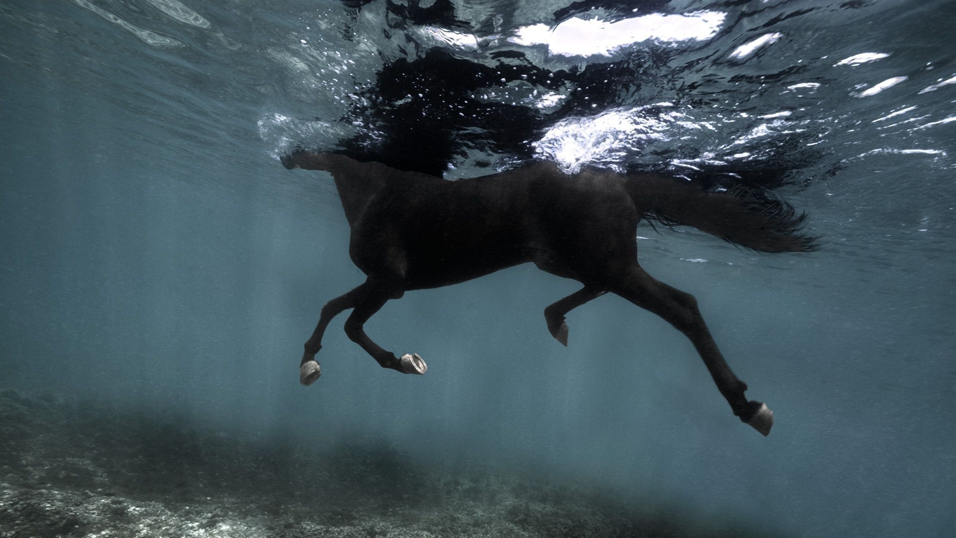 Isabel Muñoz capte toute la puissance et l'élégance du cheval dans des photos sous-marines. Somos Agua - 2021