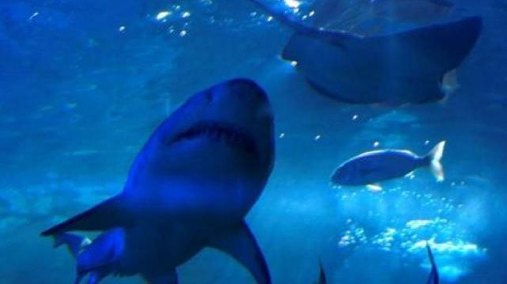 les-requins-risquent-de-disparaitre-de-la-mediterranee-alerte-le-wwf