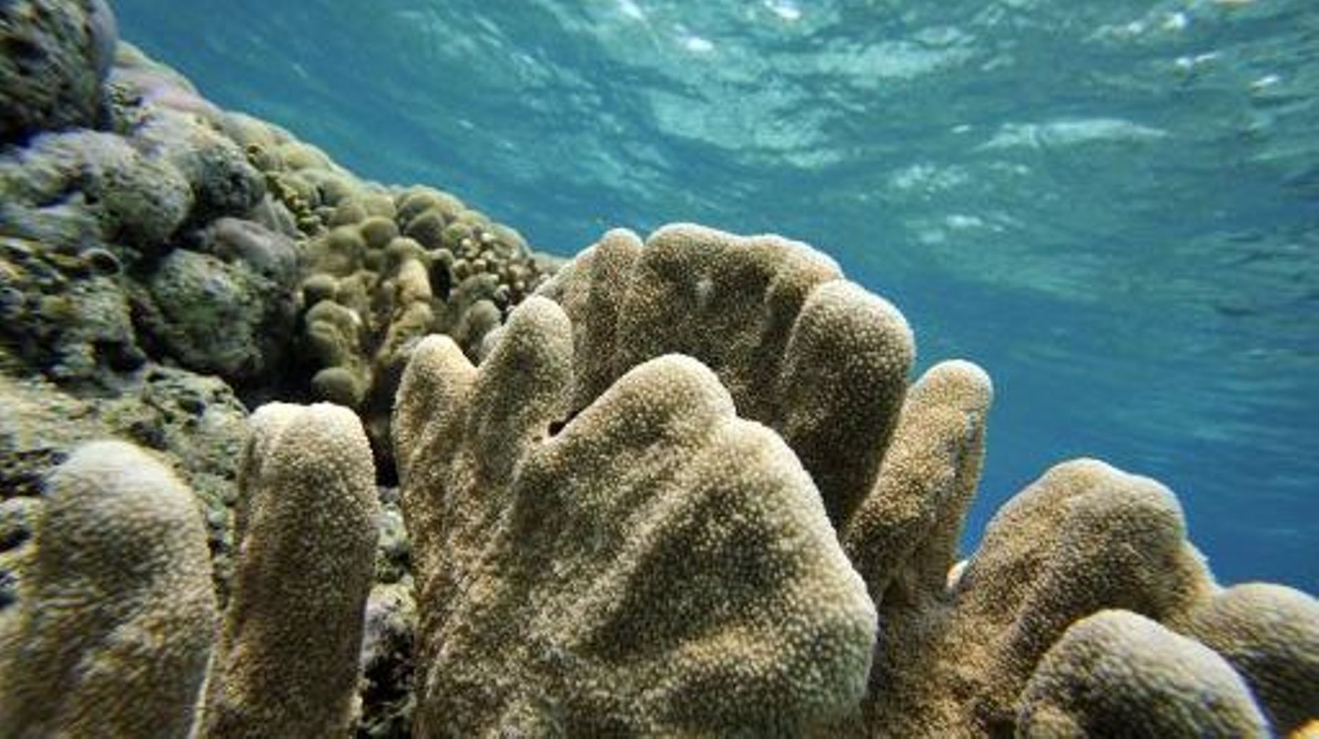 Le corail du Pacifique nord subit un blanchissement inédit