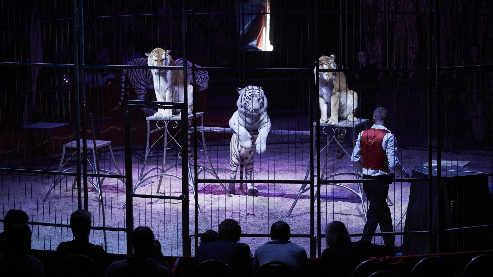 La France se dirige vers l’interdiction des animaux sauvages dans cirques et delphinariums