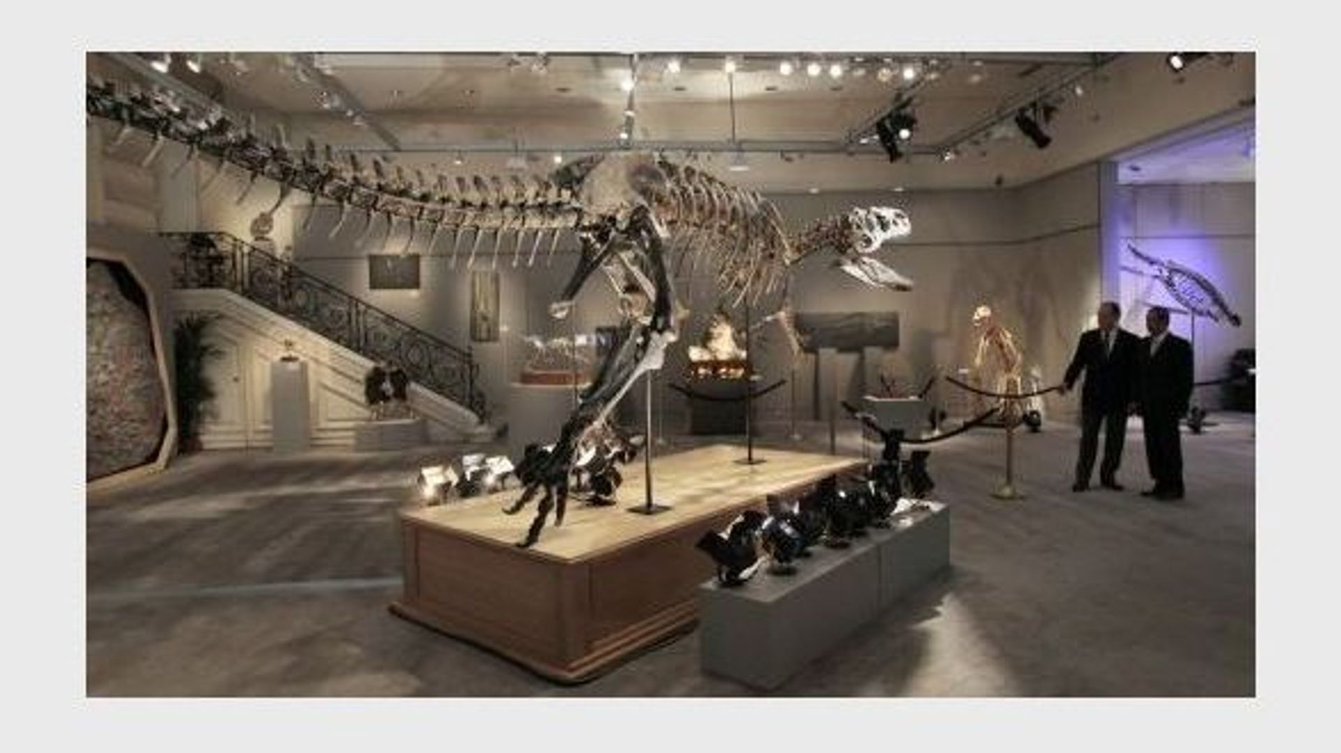 Le squelette d'un dinosaure exposé chez Sotheby's à Paris en septembre 2010