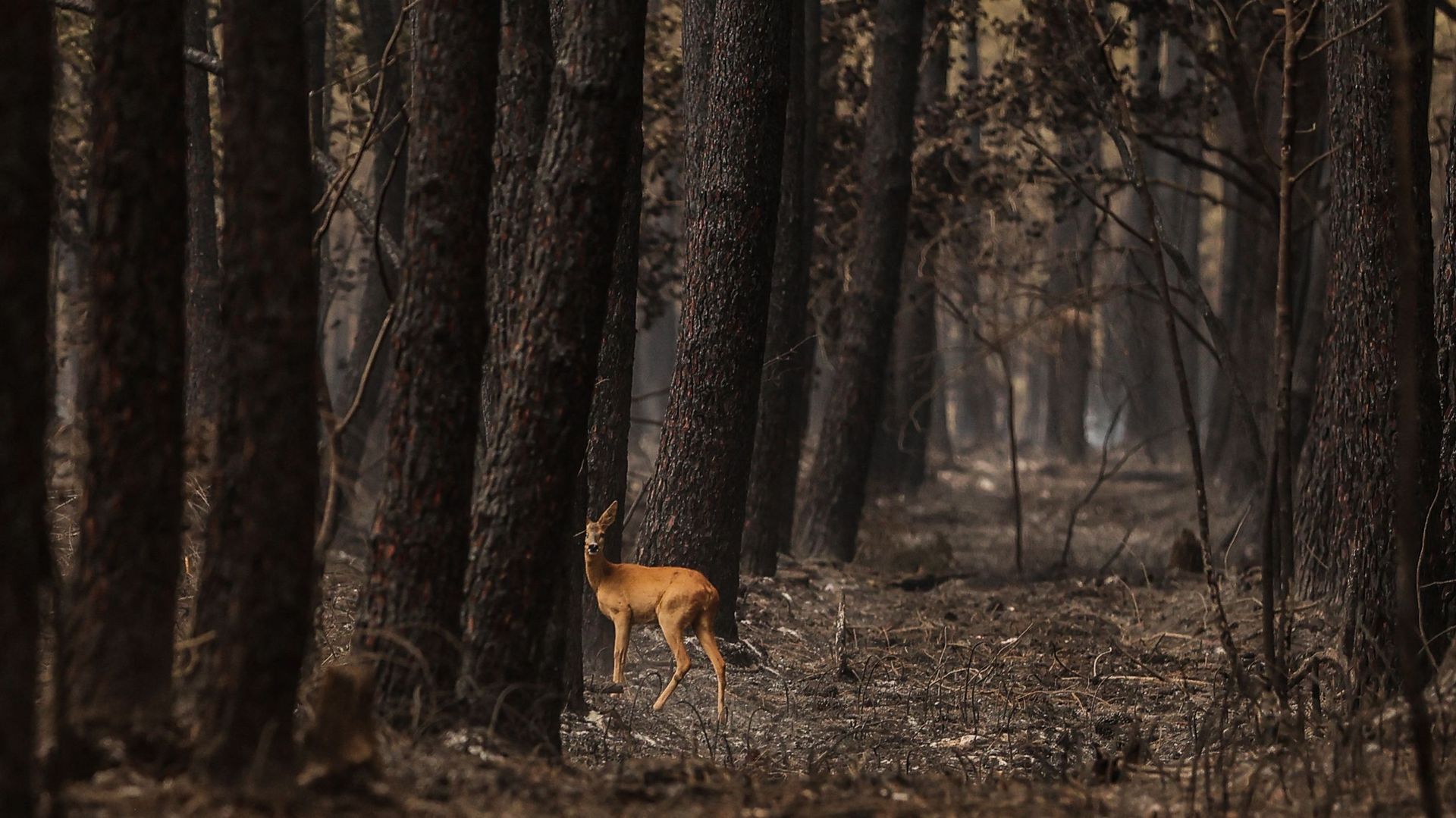 Une biche regarde dans une forêt brûlée après un incendie en Sud Gironde, près de Belin-Beliet, dans le sud-ouest de la France, le 13 août 2022. Thibaud MORITZ / AFP