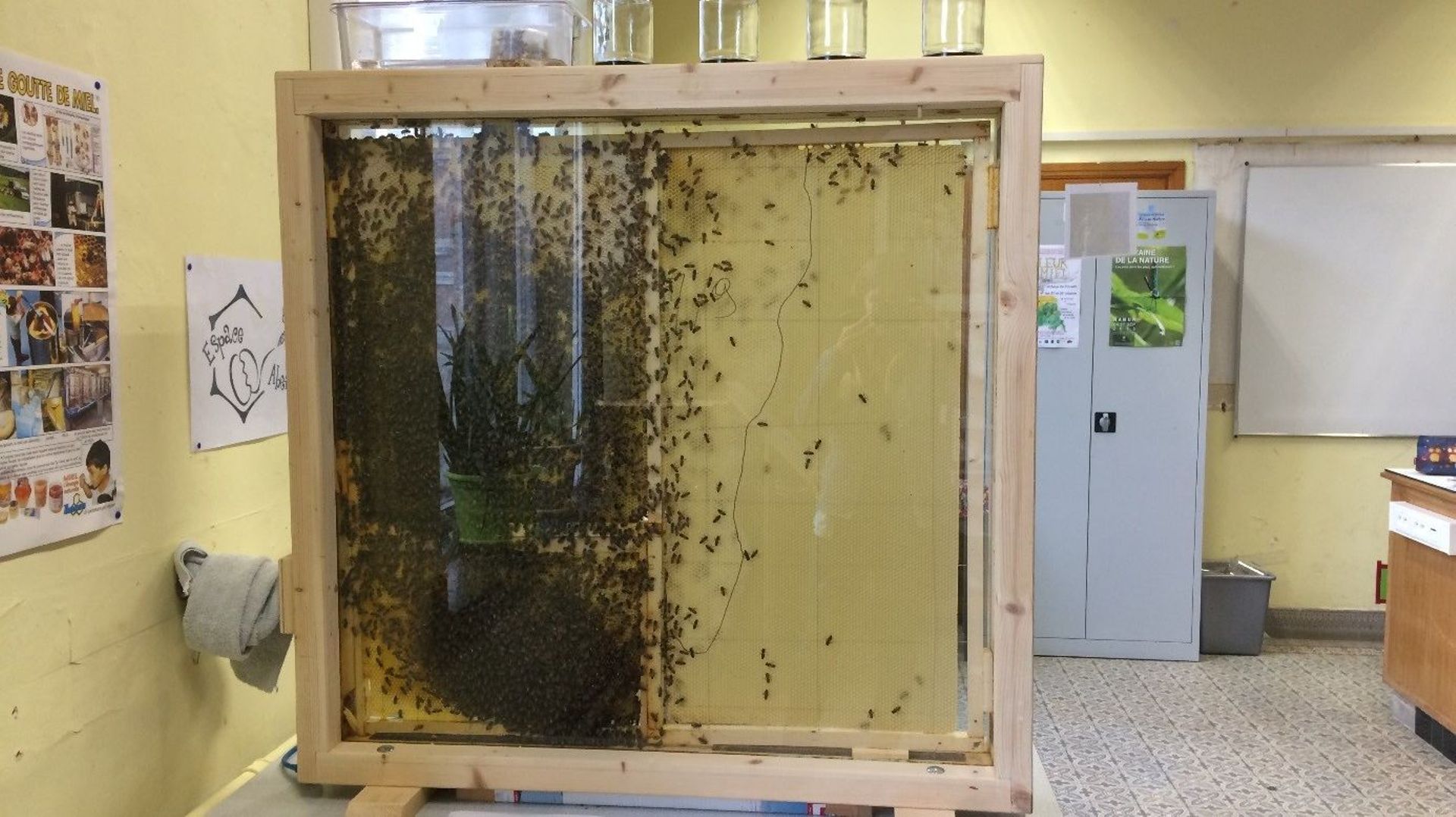 Une ruche didactique installée dans une classe de l'Institut de la Providence de Champion