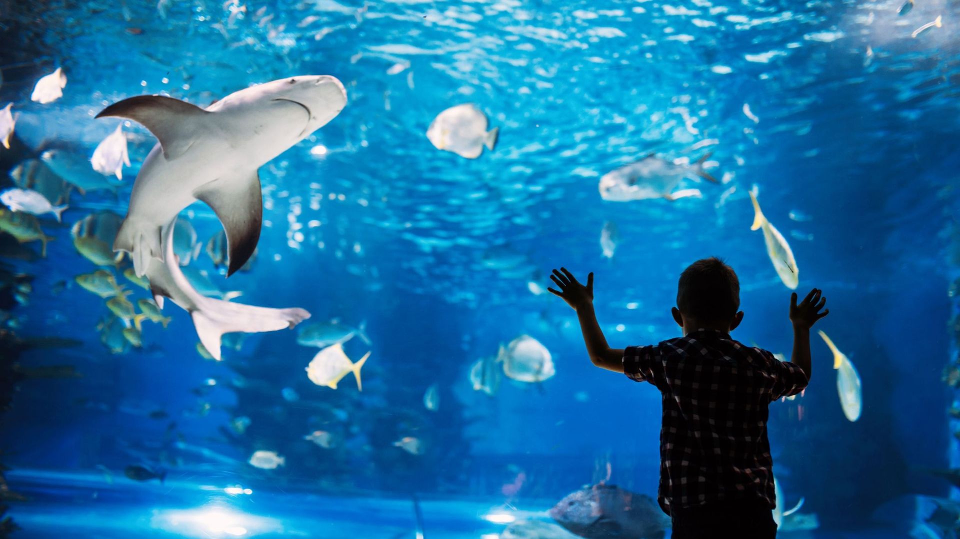 Idée d'activité pour l'été : le plus grand aquarium d'Europe - image d'illustration