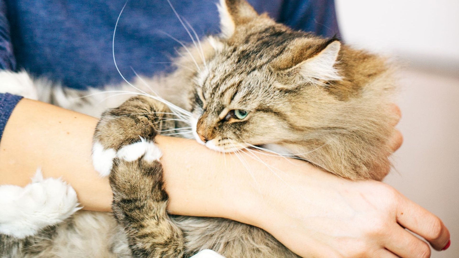 Comment bien décrypter le langage de son chat pour éviter les griffes et les morsures ?