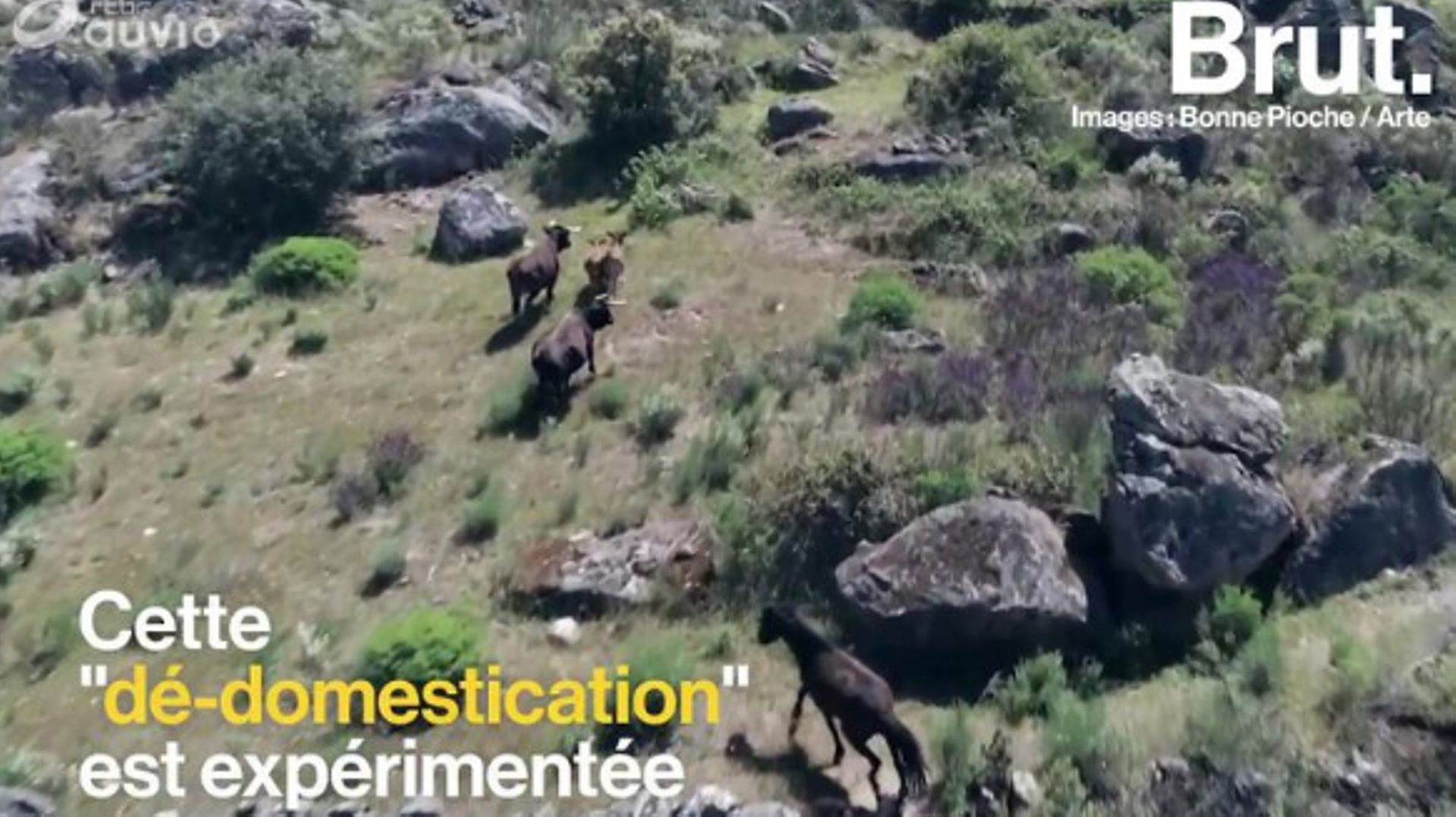 au-portugal-des-vaches-domestiques-retrouvent-leur-etat-sauvage