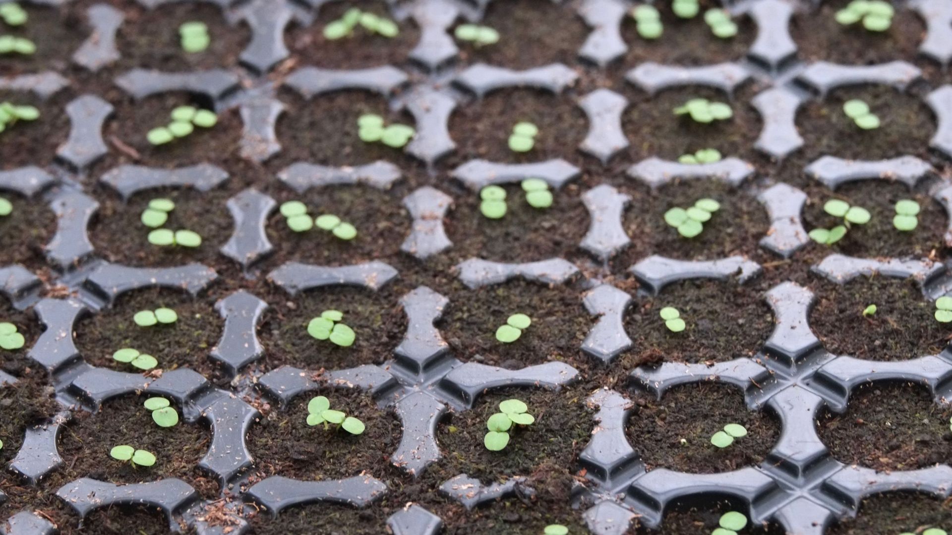De bons résultats de germination et de début de croissance dans du compost maison démontrent qu’il est parfaitement possible de se passer de terreau de semis du commerce.