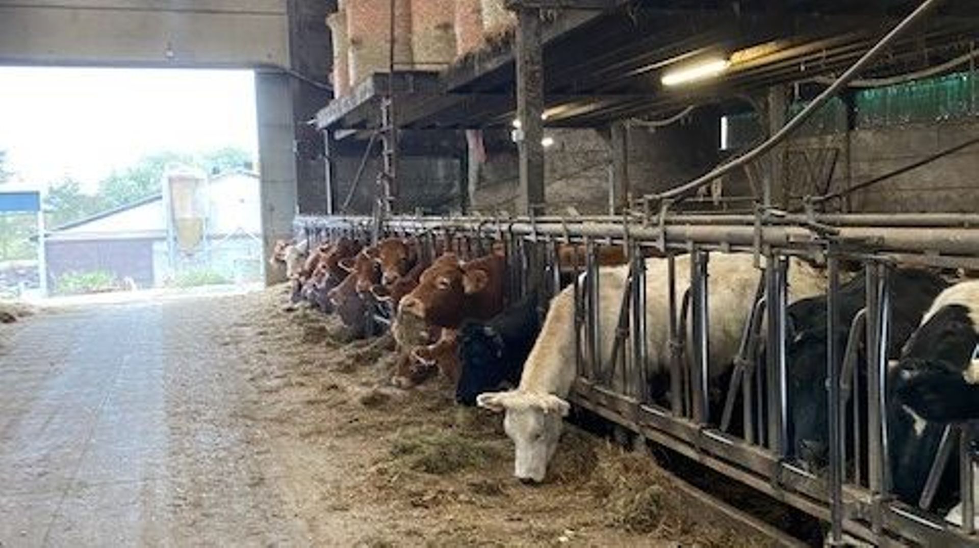 Les vaches qui passent de l’étable à la prairie comme ici à Emines, c’est la solution pour limiter l’émission de méthane, puissant gaz à effet de serre.