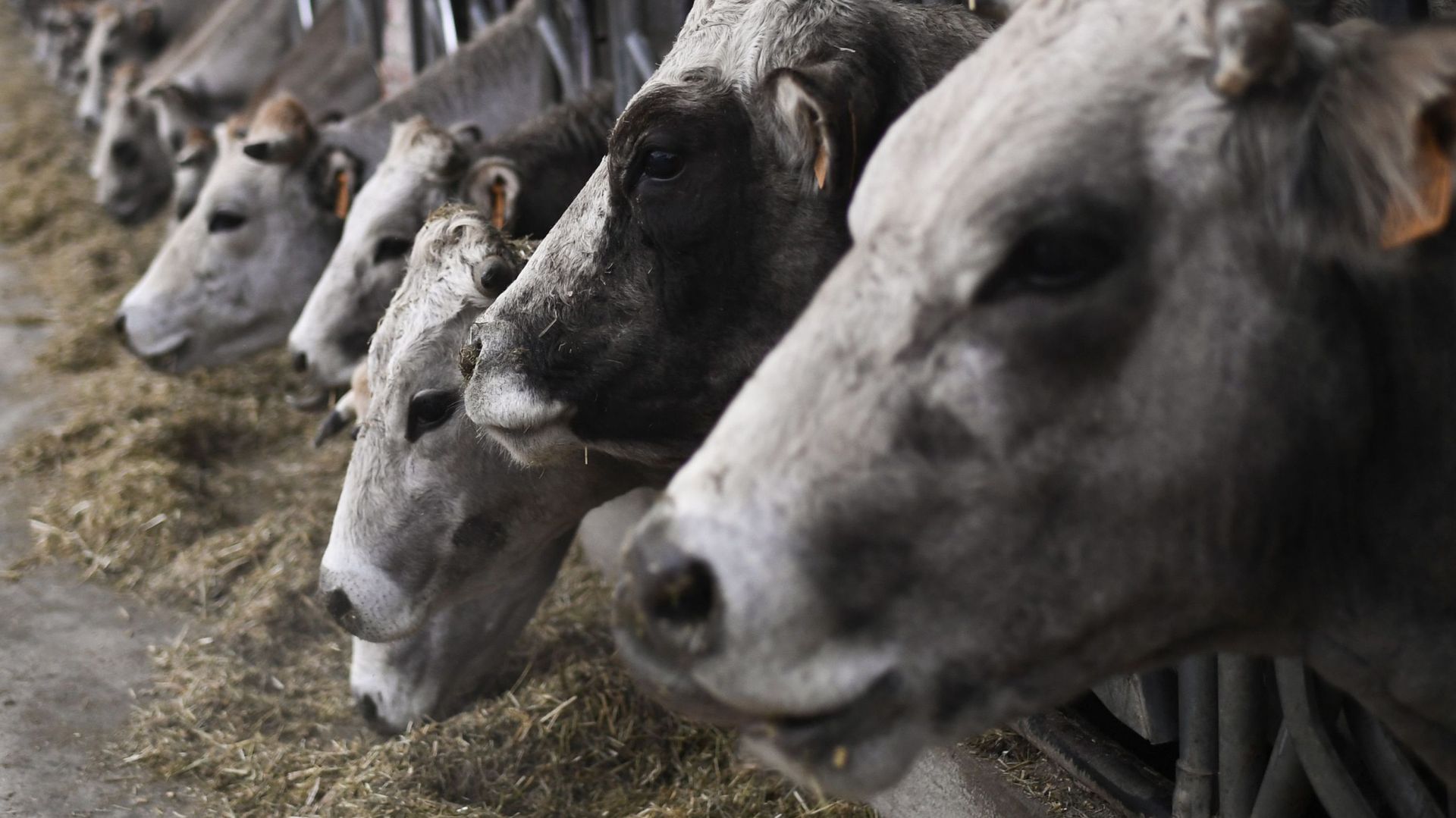 Des dizaines de vaches laitières périssent dans l'effondrement d'une grange en Italie
