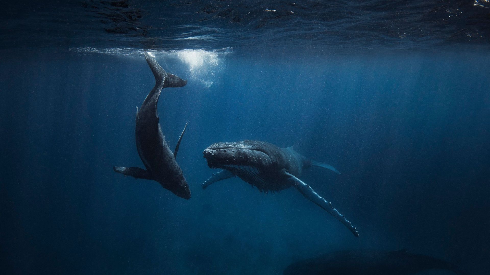 A la saison des amours, le chant des baleines s'est tu et c'est bon signe.