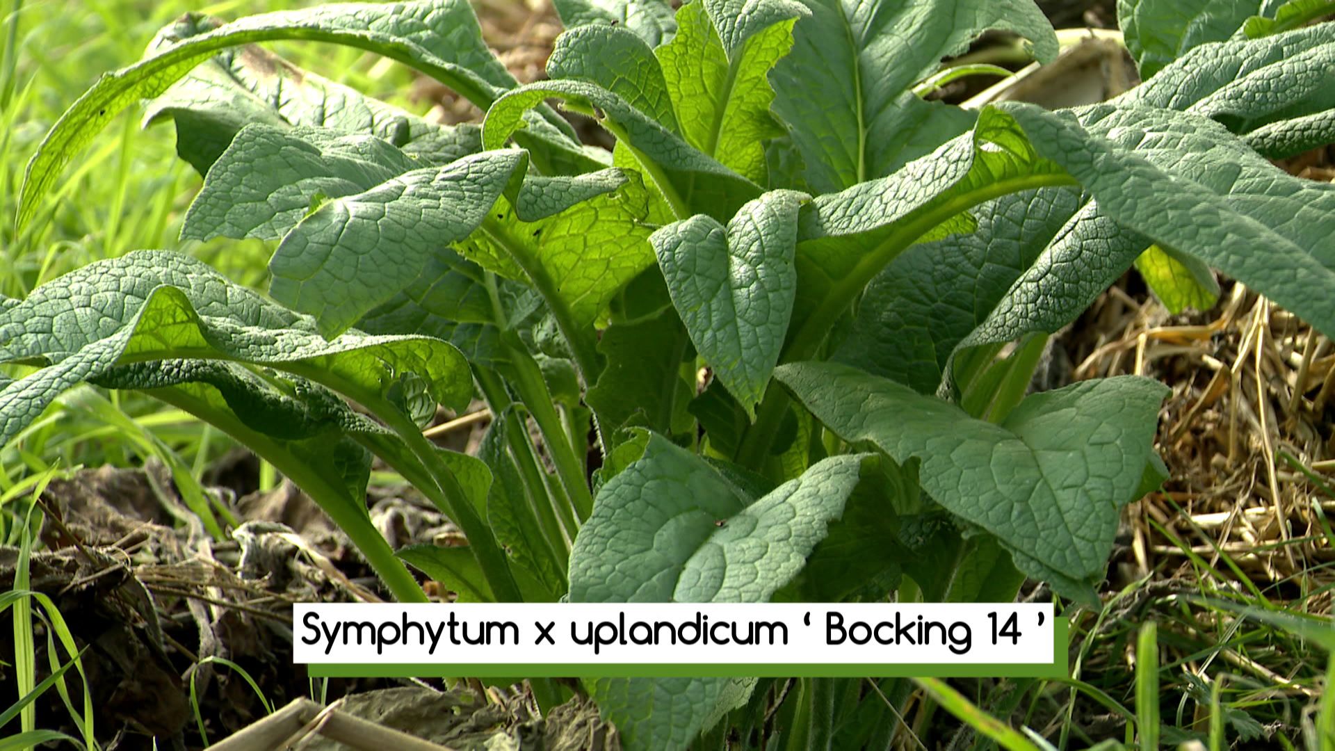 Le « Symphytum x uplandium ‘Boking 14’» variété de consoude.