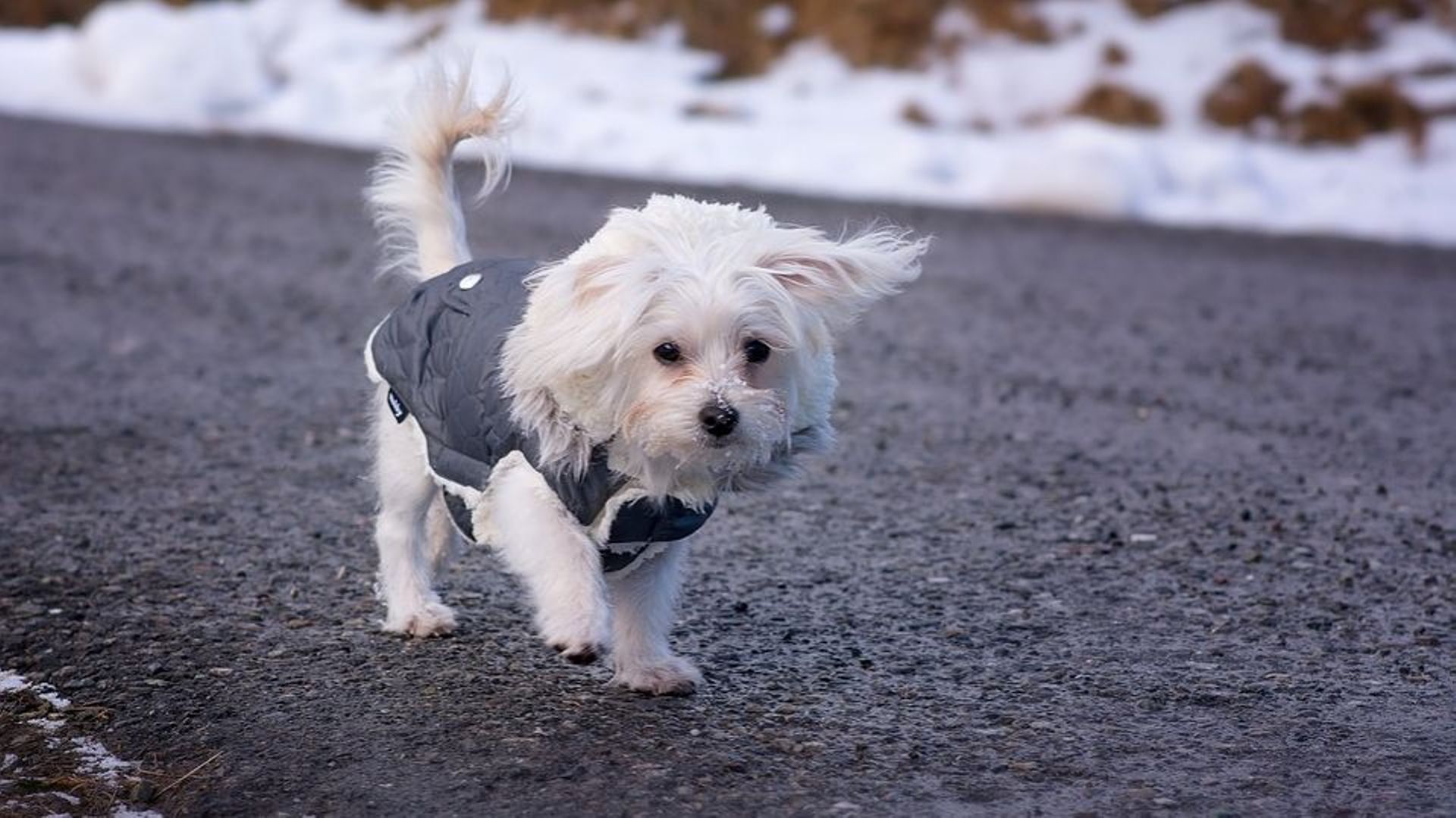 Ga naar het circuit De layout Reisbureau Bien-être animal: faut-il vraiment mettre un manteau à son chien quand il  fait froid? - rtbf.be