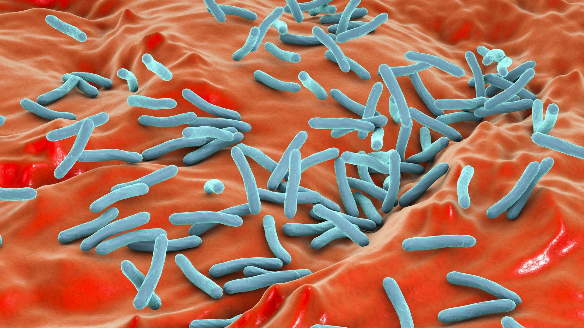 Illustration de la bactérie mycobacterium tuberculosis à l'origine de la tuberculose. 