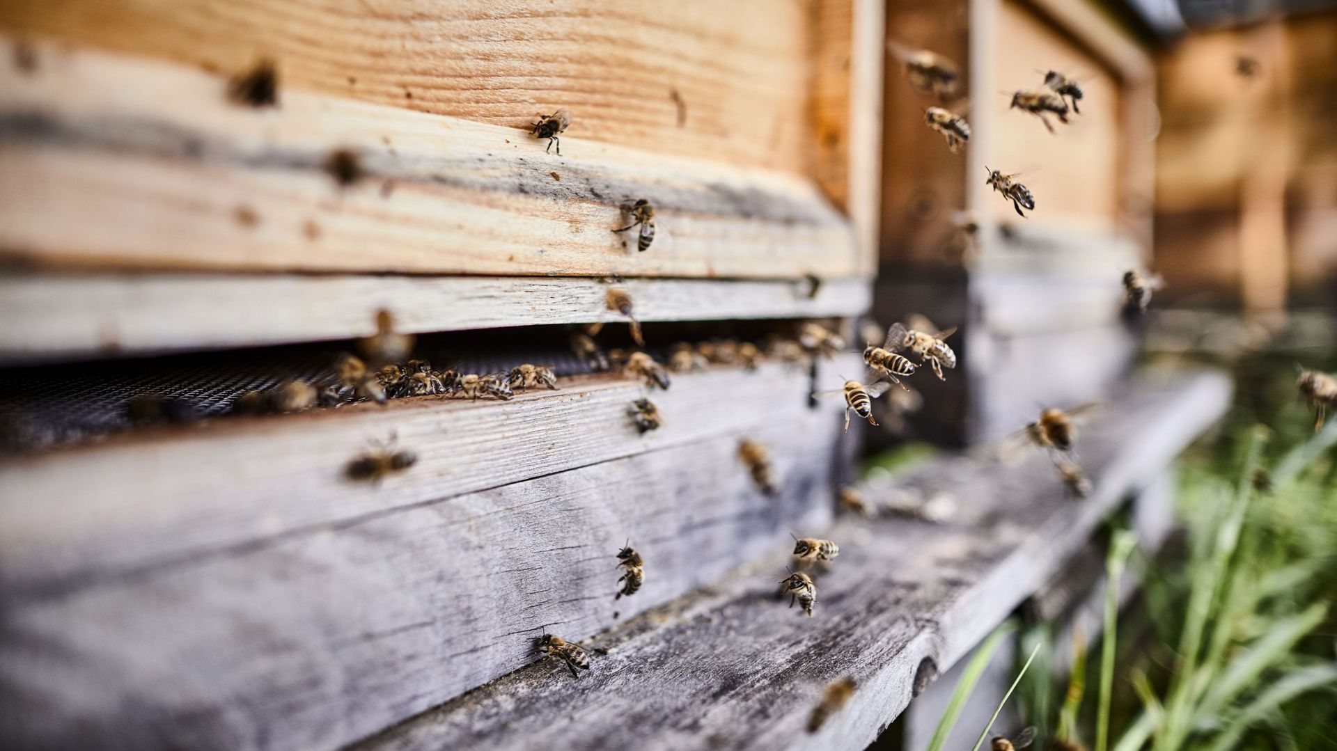 La réintroduction d’insecticides "tueurs d’abeilles" par 11 pays de l’UE "justifiée", selon l’EFSA. Photo d’illustration