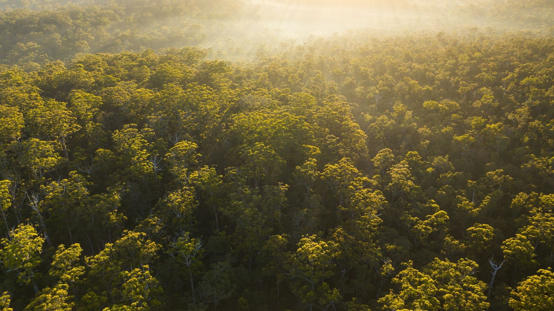La déforestation bénéfique pour le réchauffement climatique ? Dans certaines conditions, oui !