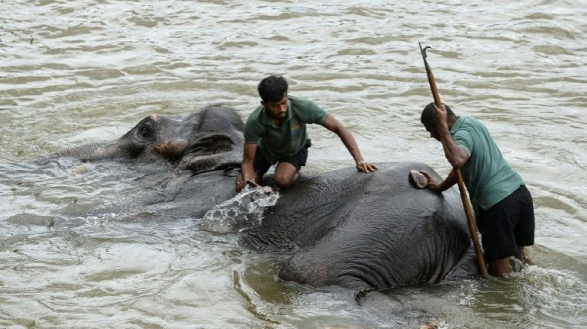Des gardiens lavent un éléphant dans la rivière au sanctuaire d'éléphants de Pinnawala, le 11 août 2020.