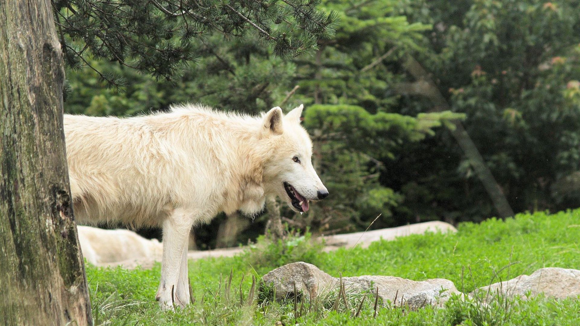 Assistez au nourrissage commenté des loups au Zoo d'Amnéville !