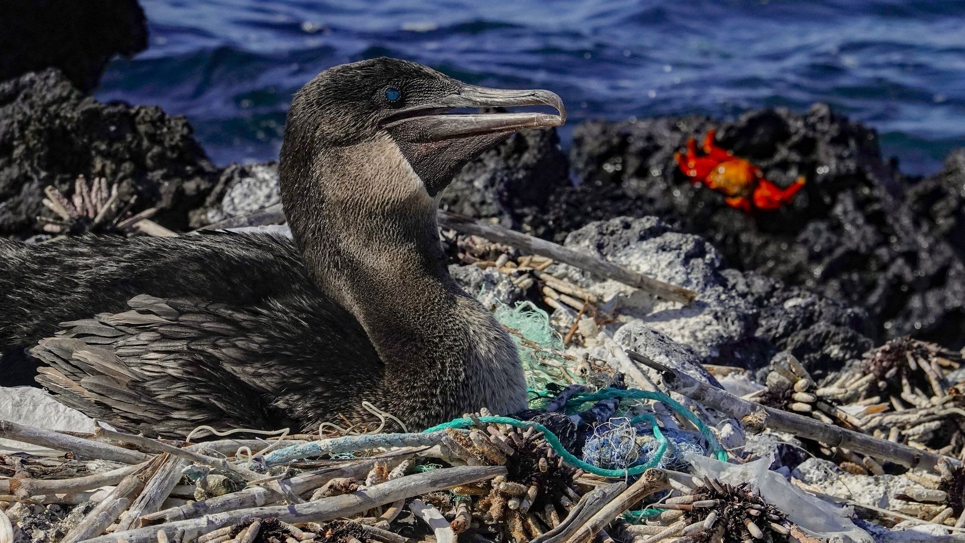 pollution-plastique-un-outil-de-prevision-pour-aider-les-galapagos