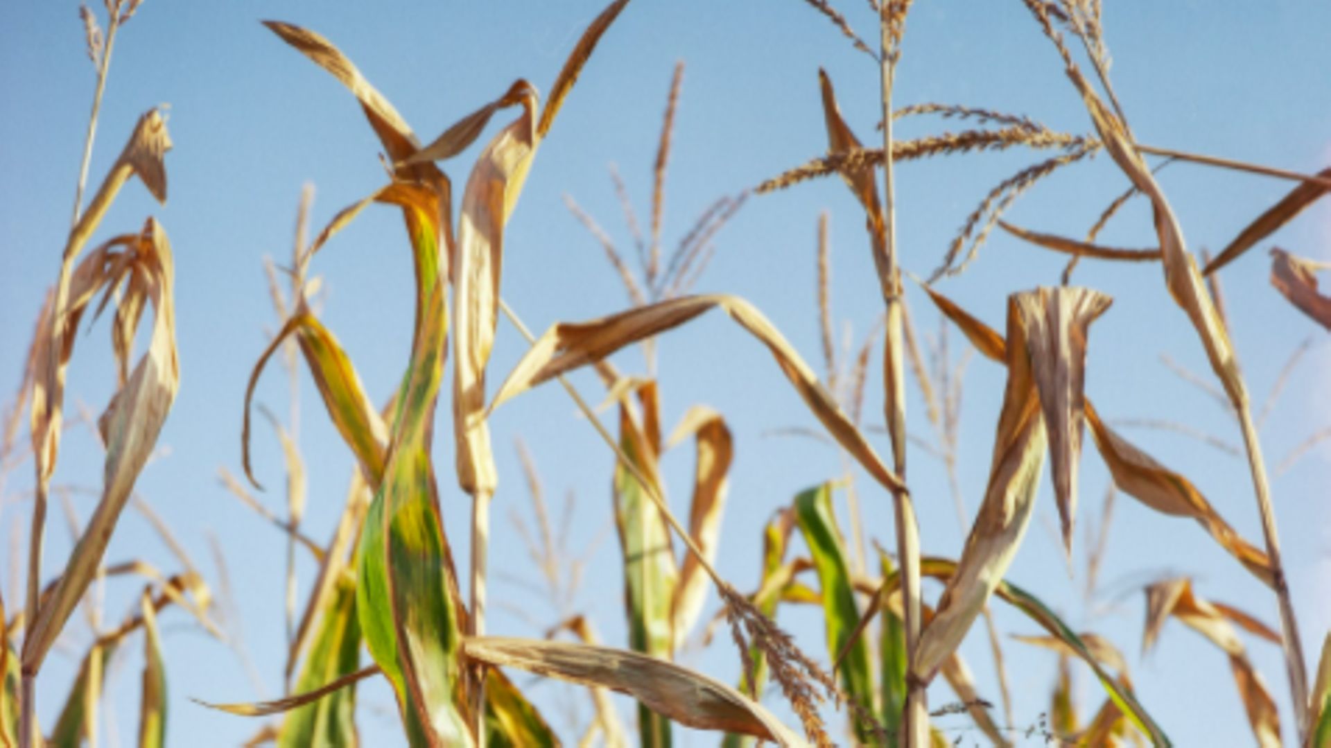Les agriculteurs lésés par la sécheresse peuvent introduire une demande d'indemnisation