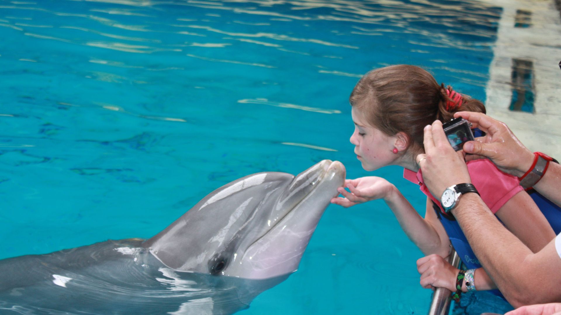 Et si on allait voir les dauphins ? - RTBF Actus