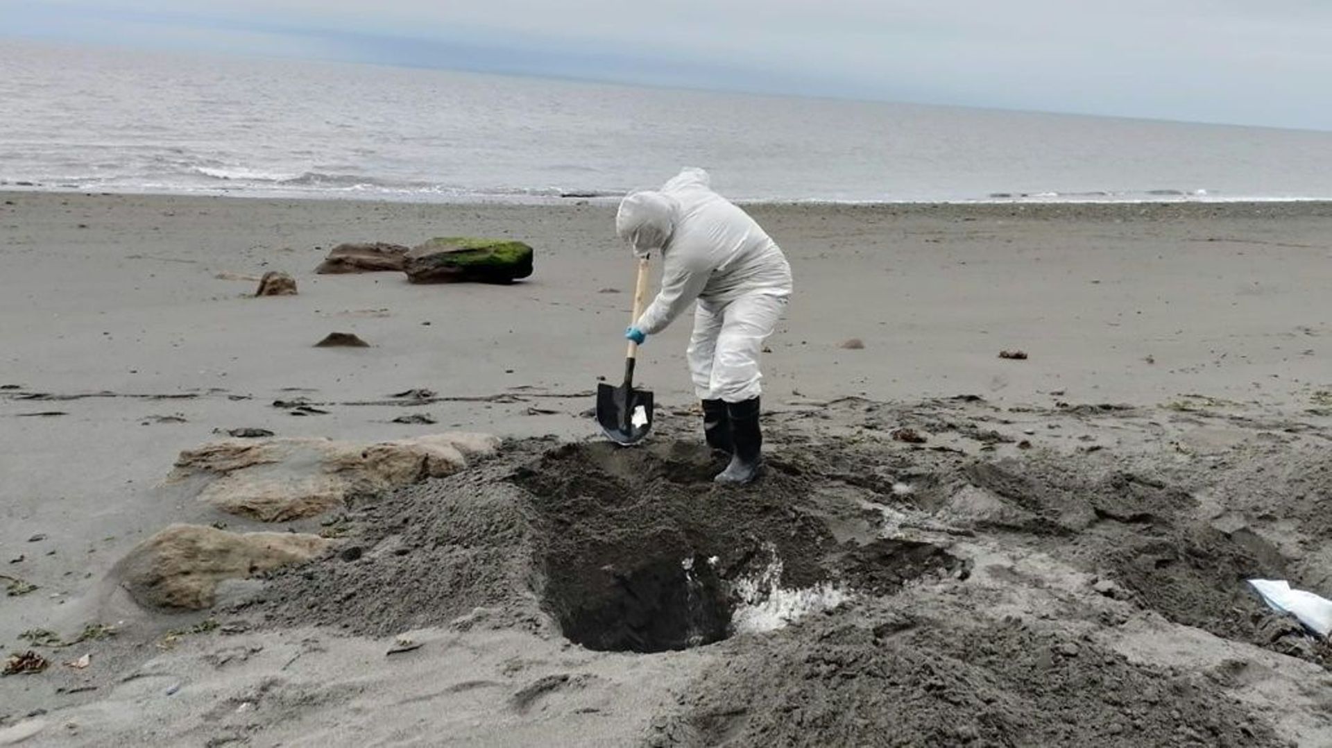 Photo diffusée par la Sernapesca d’un employé du Service national de la pêche et de l’aquaculture enterrant un lion de mer mort sur une plage de la région de Magallanes, le 25 mai 2023 au Chili
