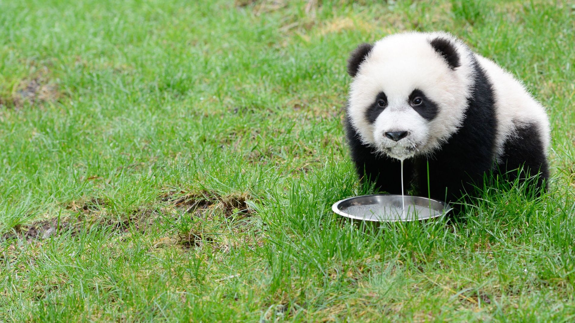 Première sortie des bébés panda de Paira Daiza