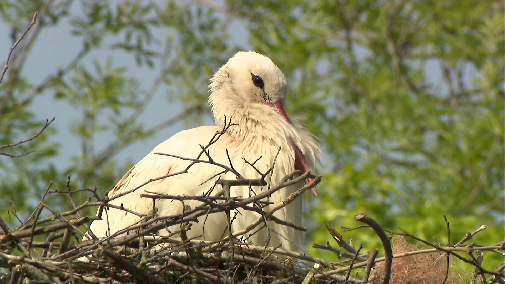 Un nid de cigognes à Sprimont: du jamais vu depuis 20 ans 