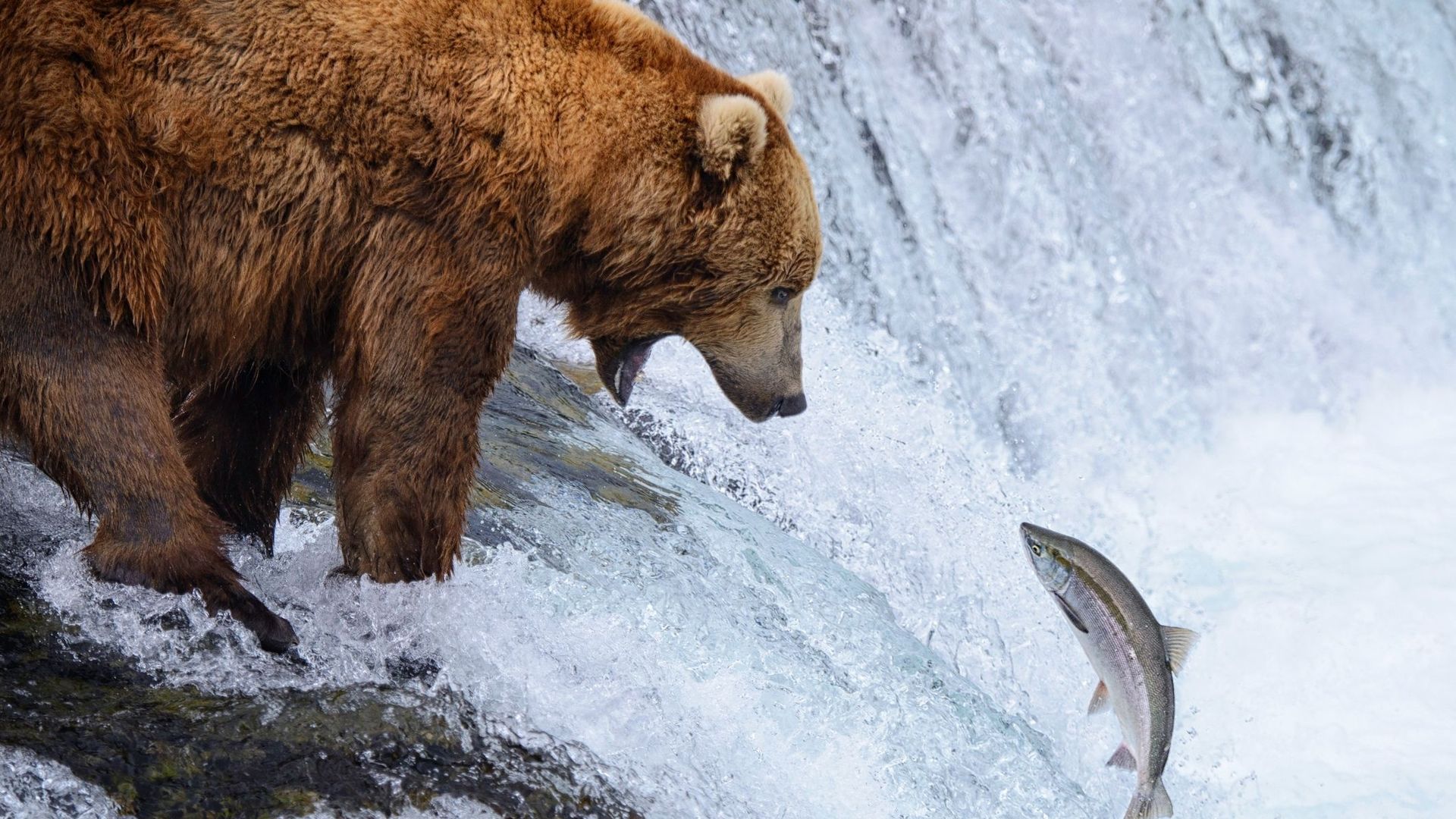 Le Fat Bear Week, le concours de poids lourd chez les ours qui fascine les États-Unis.