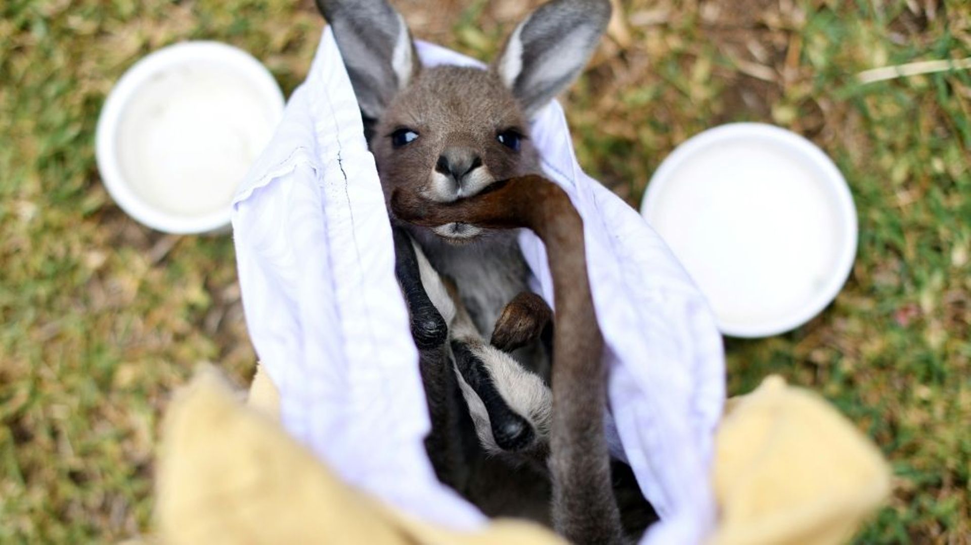 Un kangourou rescapé d'un feu de forêt, le 9 janvier 2020 près de Sydney, en Australie