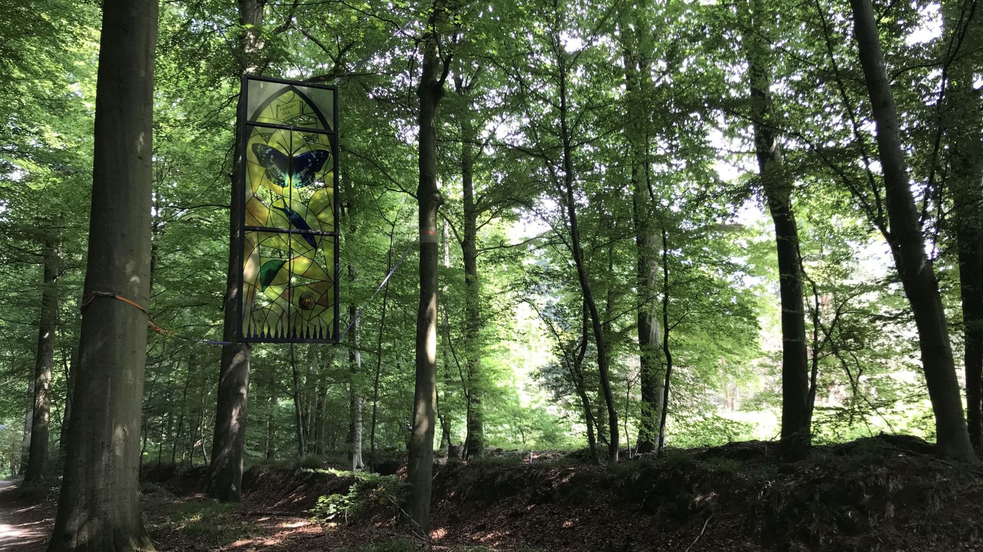 A la découverte de la Forêt de Soignes, poumon vert qui borde la région bruxelloise 