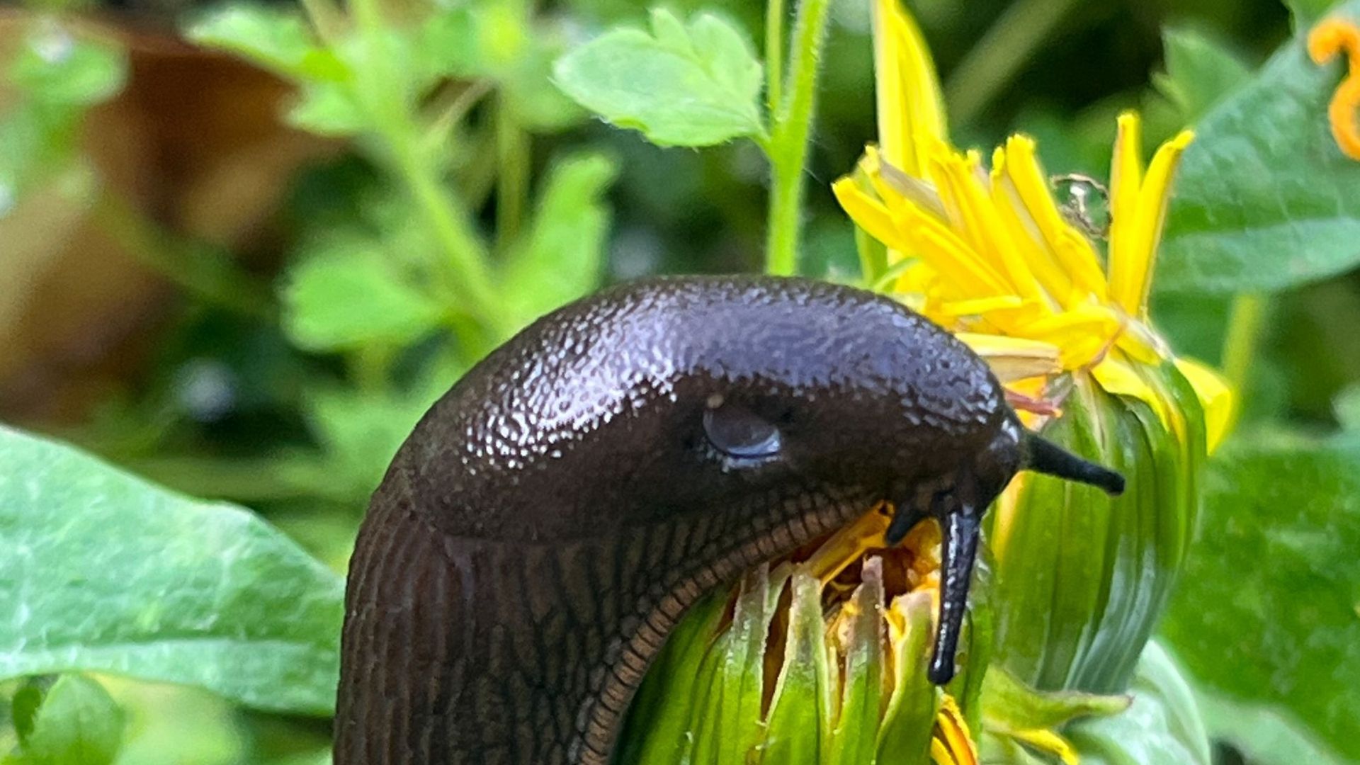 Comment limiter les dégâts causés par les limaces au jardin RTBF Actus — free download
