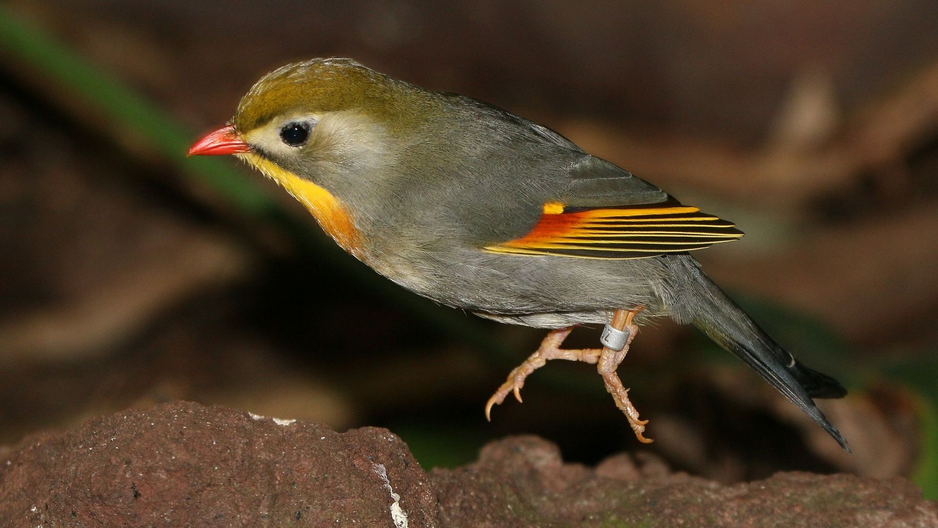 Alimentation, camouflage, identification : une parfaite adaptation à l'environnement.