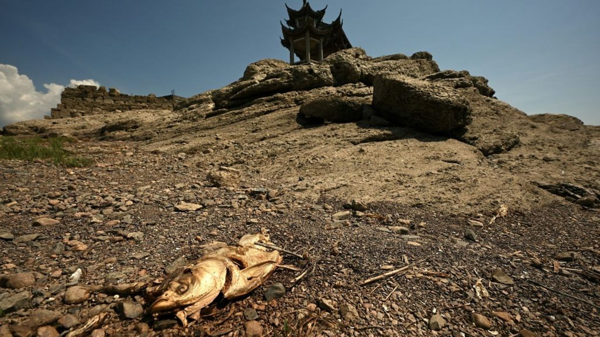 Une carcasse de poisson près de l'île Luoxing Dun, habituellement à moitié submergée à cette période de l'année, dans le lac Poyang en Chine, le 23 août 2022