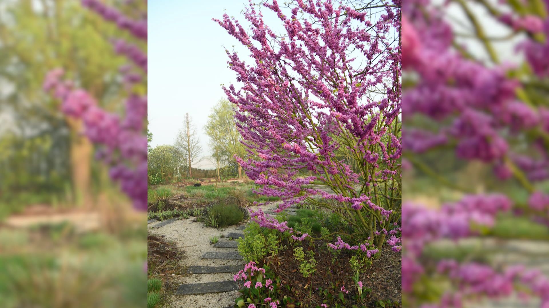 ‘Cercis Chinensis’ en fleur.