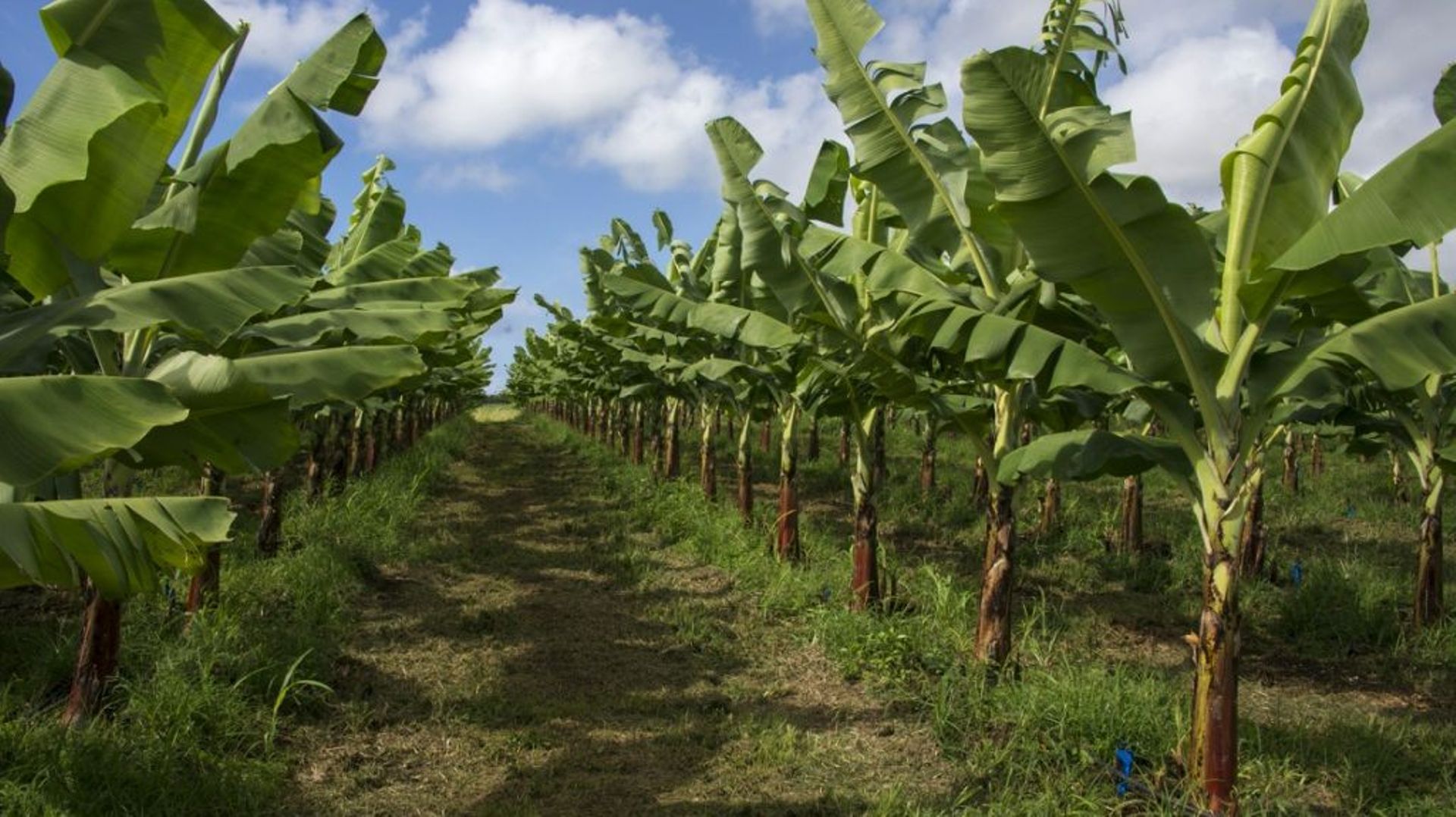 Une plantation de bananiers en Guadeloupe, en 2018