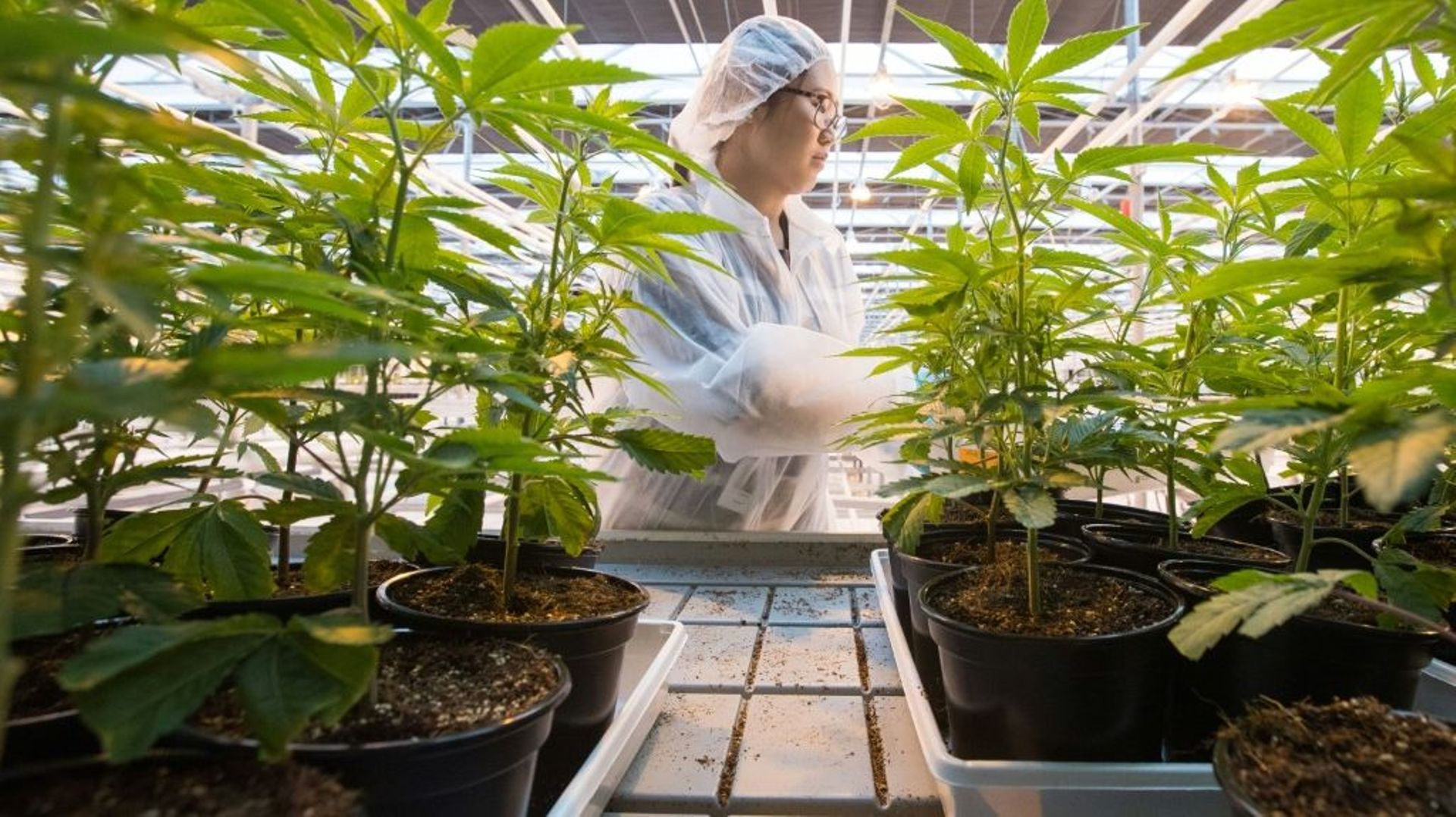 Des plants de cannabis dans une usine de Lincoln (Ontario, est du Canada) le 12 octobre 2018.