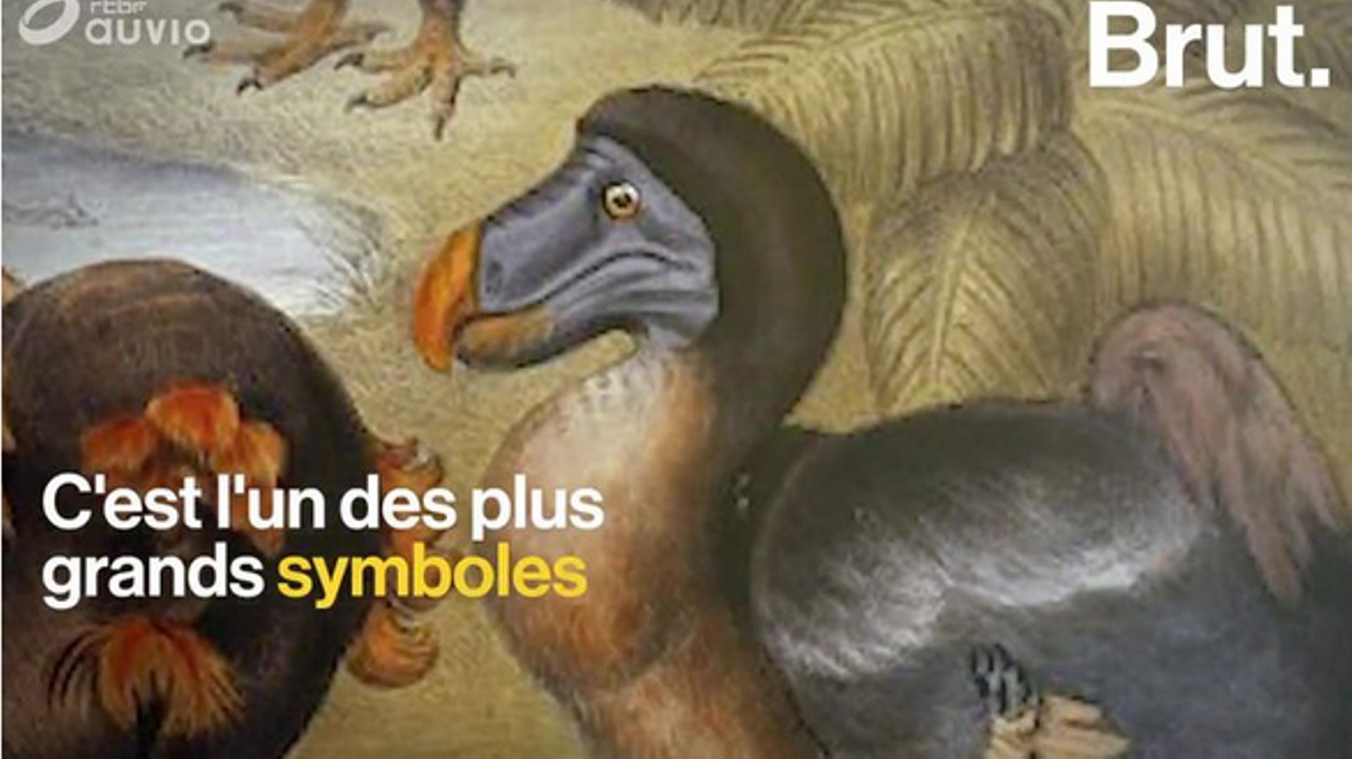 Le dodo, un célèbre oiseau tristement disparu