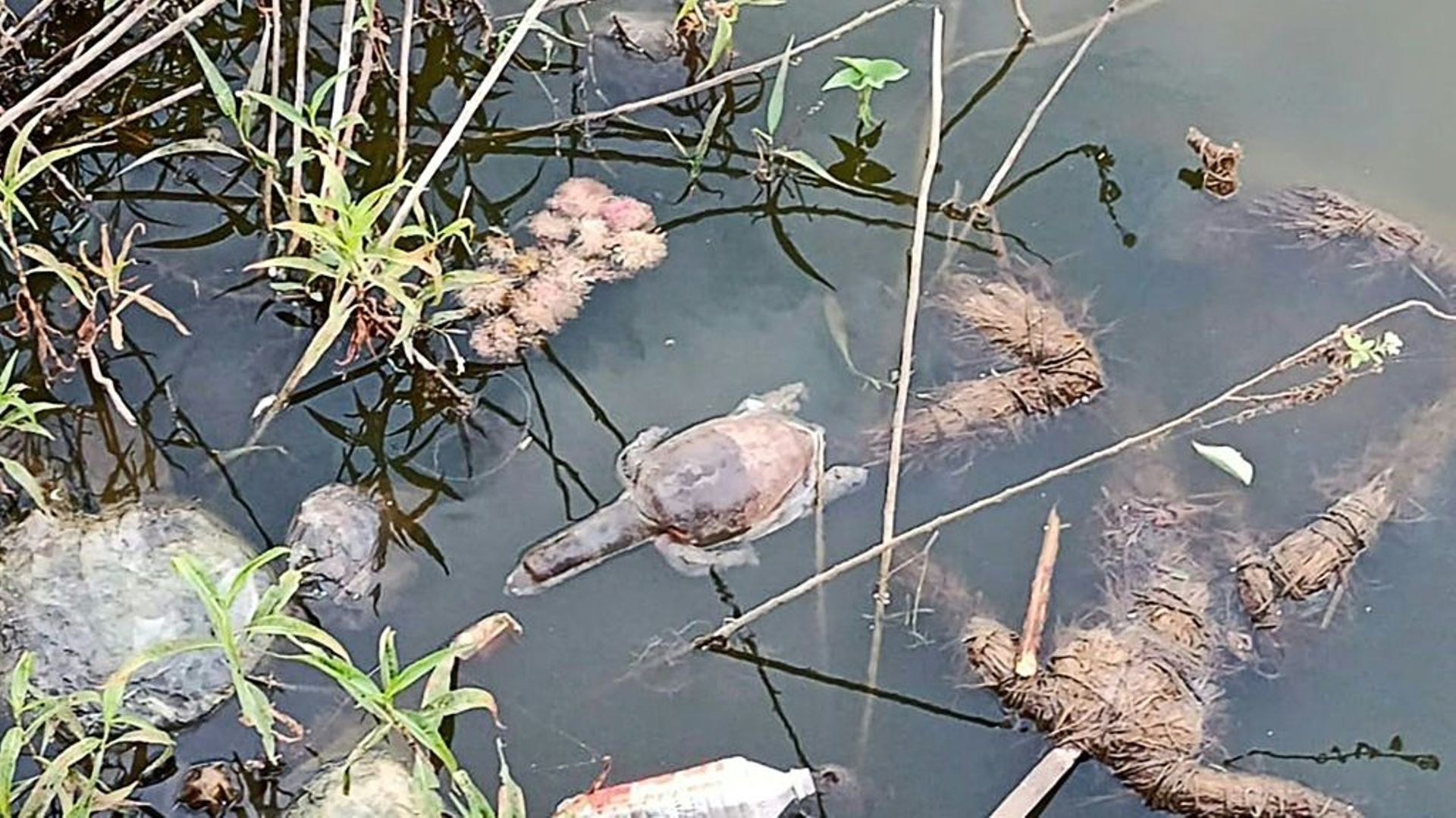 Une tortue morte flotte sur le lac Gauripada, le 22 janvier 2022 à Kalyan, en Inde 